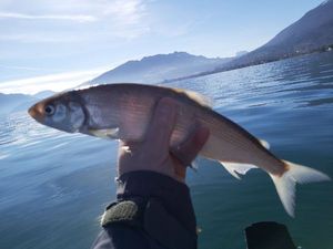 Lake Whitefish