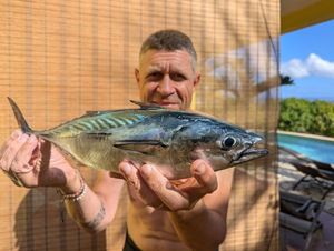 Atlantic Bonito