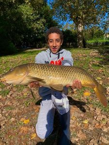 Common Carp