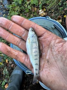 Rainbow Trout