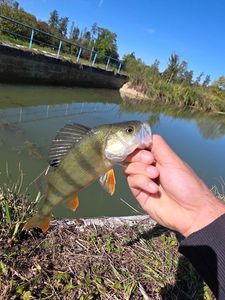 European Perch