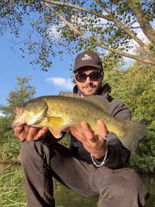 Largemouth Bass