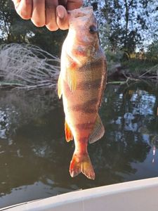 European Perch