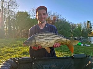 Common Carp