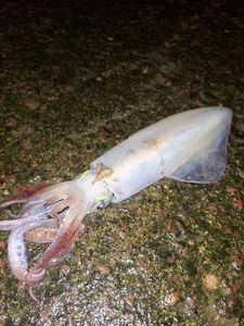European Squid