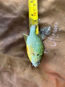 Green Sunfish