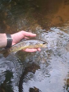 Brown Trout