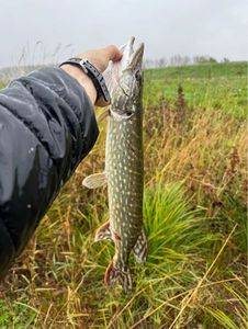 Chain Pickerel