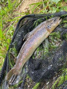 Brown Trout
