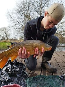 Common Carp