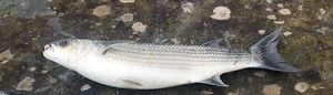 Thicklip Grey Mullet