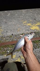 Atlantic Horse Mackerel