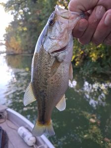 Largemouth Bass