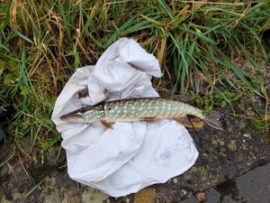 Northern Pike