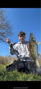 Zander