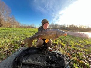 Common Carp