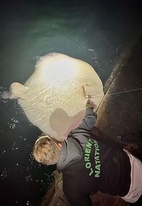 Common Stingray