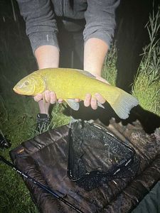Tench