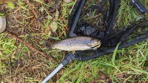 Brown Trout