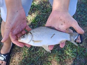 Crucian Carp