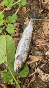 Rainbow Trout