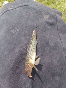 Round Goby