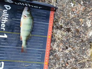 European Perch