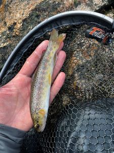 Brown Trout