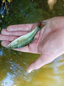Largemouth Bass