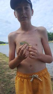 Green Sunfish