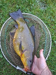 Tench