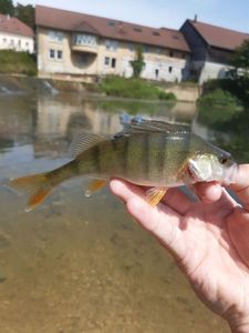 European Perch