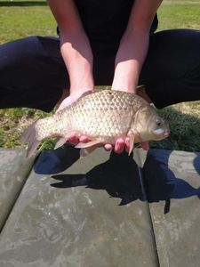 Crucian Carp