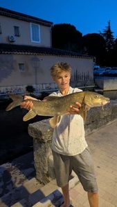 Barbel