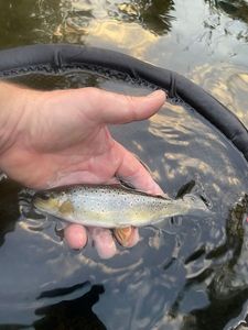 Brown Trout