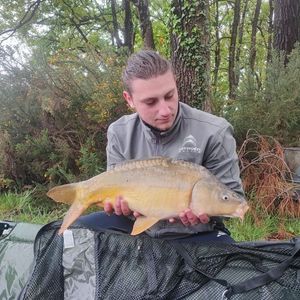 Mirror Carp
