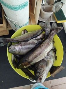 Rainbow Trout