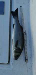 European Bass (Seabass)