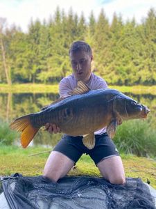 Mirror Carp