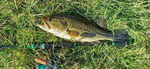 Largemouth Bass