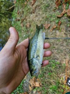 Largemouth Bass