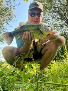 Largemouth Bass