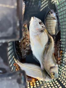 Gilthead Seabream
