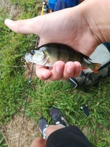 European Perch