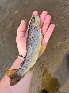 Brown Trout