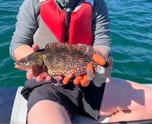 Ballan Wrasse