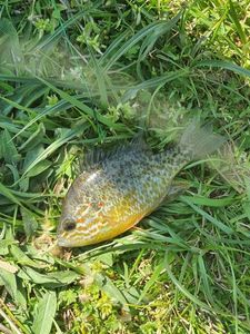 Green Sunfish