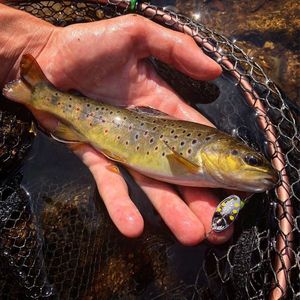 Brown Trout