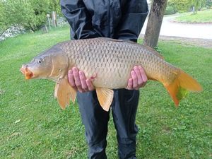 Common Carp