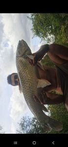 Grass Carp